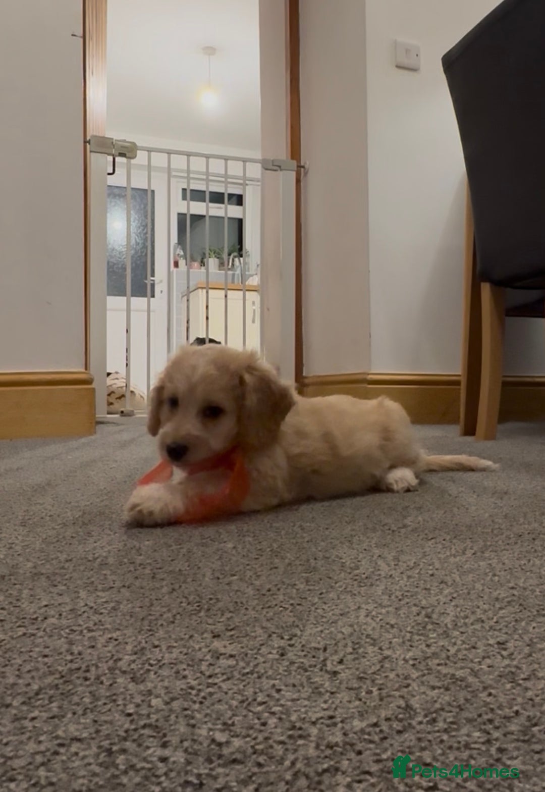 Mixed Breed dogs for sale: Blondie 🎀 - Advert 4