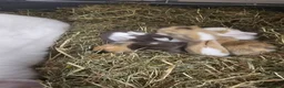 Mixed Breed rabbits for sale: 8 babies bunnies - Advert 1