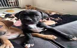 Mixed Breed dogs for sale: Cane corso x staffy  - Image 13
