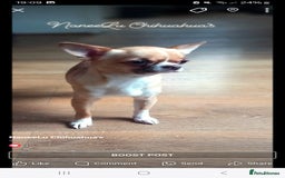 Chihuahua dogs for sale: Dna tested parents Lilac girl - Image 10
