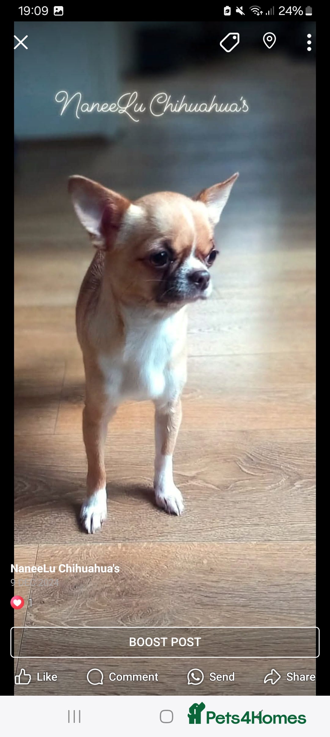 Chihuahua dogs for sale: Dna tested parents Lilac girl - Image 10