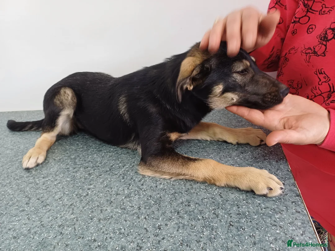 Mixed Breed dogs for adoption: 🐾 From a Rubbish Bin… to a Life Full of Love 💗🐾 - Advert 2