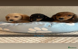 Miniature Dachshund dogs for sale: ***rainbow litter🌈*** - Image 2