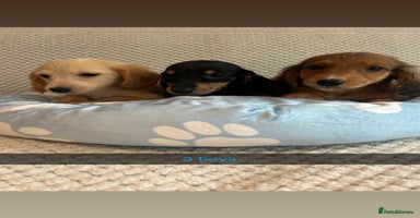 Miniature Dachshund dogs - Advert 2