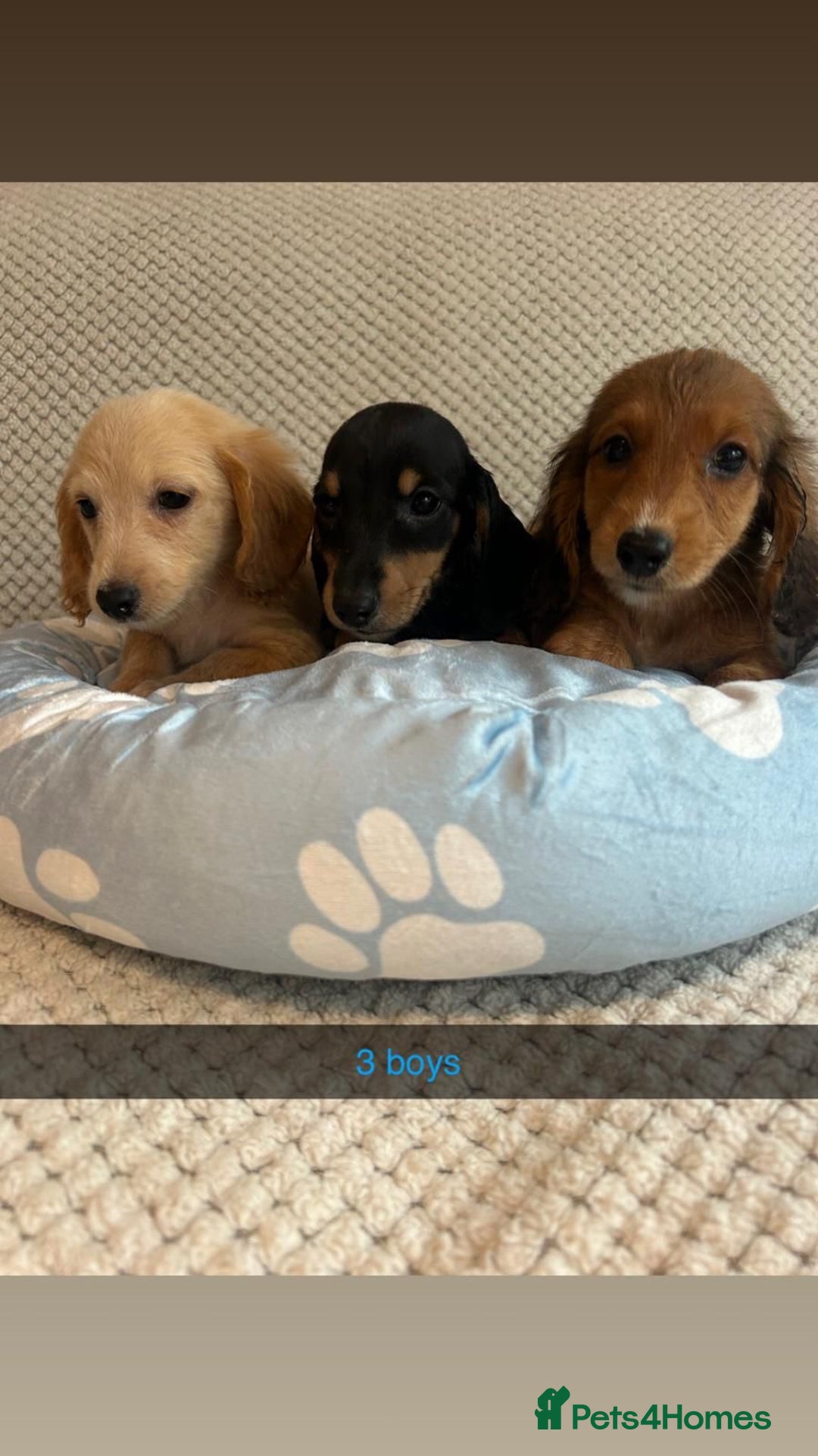 Miniature Dachshund dogs for sale: ***rainbow litter🌈*** - Image 2