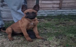 Belgian Shepherd Dog dogs for sale: Belgium malinois puppy  - Image 2