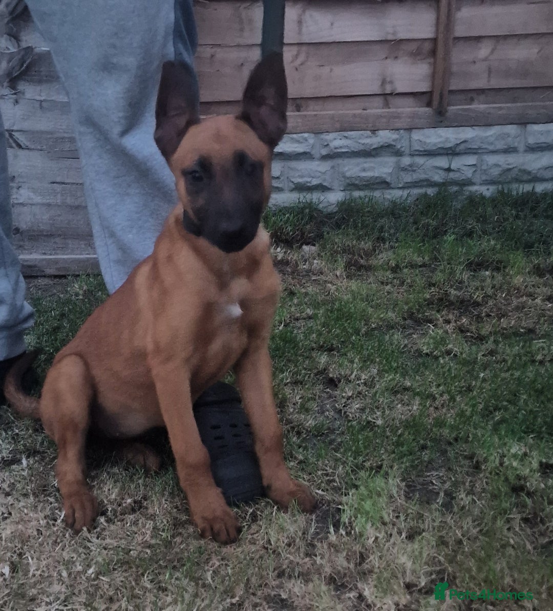 Belgian Shepherd Dog dogs for sale: Belgium malinois puppy  - Image 2