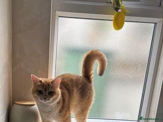 British Shorthair cats - Advert 5