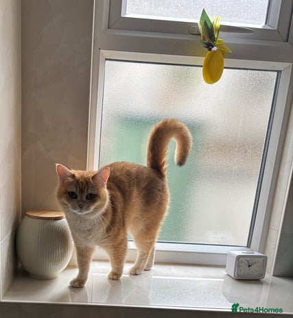 British Shorthair cats - Advert 5