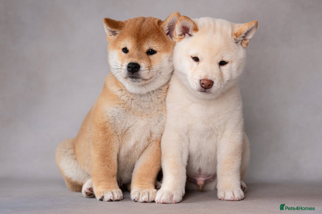 Japanese Shiba Inu dogs for sale: Beautiful Cream Shiba Inu boy for sale  - Image 38