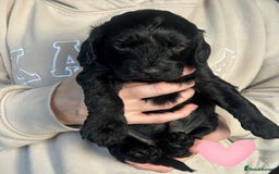 Cockapoo dogs for sale: 🖤BEAUTIFUL COCKAPOO FOR SALE🖤 - Advert 25