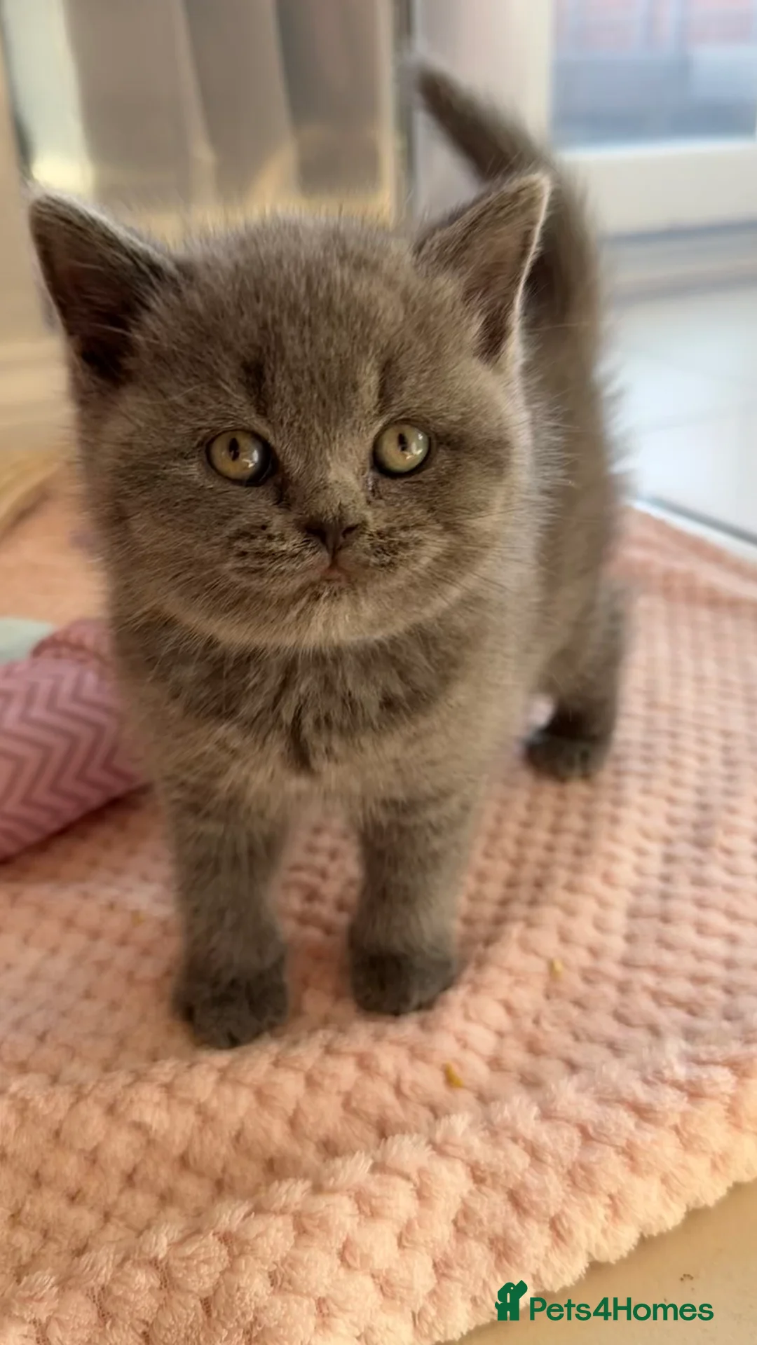 British Shorthair cats for sale: Ready Now GCCF British Blue Shorthair Kittens - Advert 30