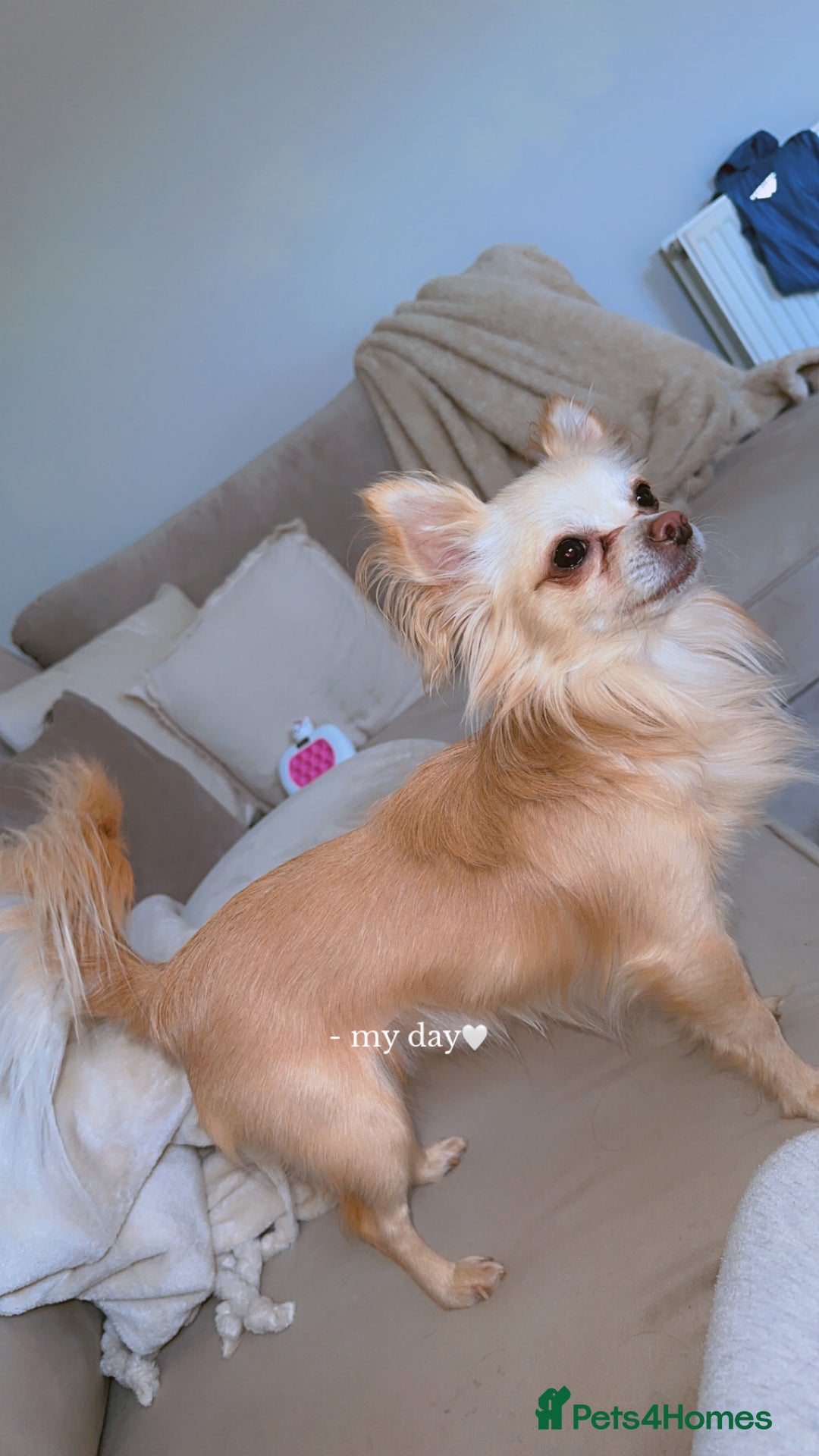 Chihuahua dogs for sale: Male long haired chihuahua  - Image 2