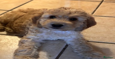 Irish Doodle dogs - Advert 4