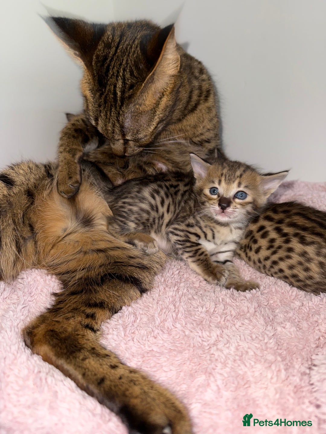 Savannah cats for sale: TICA Reg F3 Savannah Kittens HIGH PERCENTAGE - Advert 6