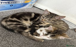 Mixed Breed cats for sale: ONO 2 x female kittens £40 each or £60 for both - Image 2