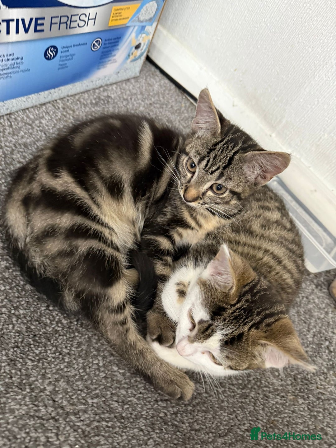 Mixed Breed cats for sale: ONO 2 x female kittens £40 each or £60 for both - Image 2