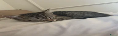 Tabby boy
