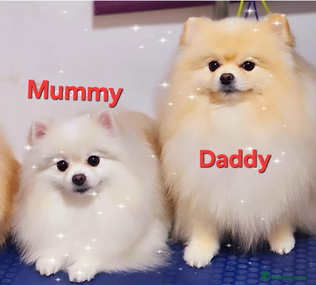 Pomeranian dogs 🌟 Stunning KC Registered Pomeranian Girls 🌟 - Advert 1