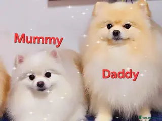 Pomeranian dogs 🌟 Stunning KC Registered Pomeranian Girls 🌟 - Advert 2