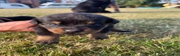 Rottweiler dogs for sale: Rottweiler in Crewe - Advert 9