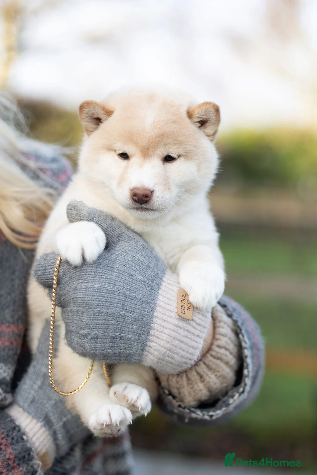 Japanese Shiba Inu dogs for sale: ❤️ Fall in Love with a Shiba Girl — Reduced Price - Advert 12