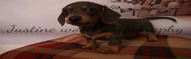 Miniature Dachshund Puppy 1