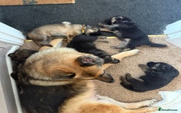 German Shepherd dogs for sale: KC Registered German Shepherd Puppies - Image 5