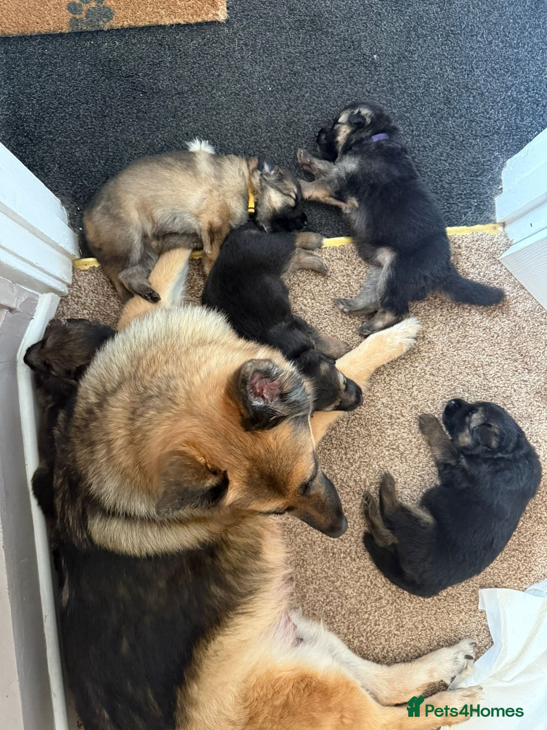 German Shepherd dogs for sale: KC Registered German Shepherd Puppies - Image 5
