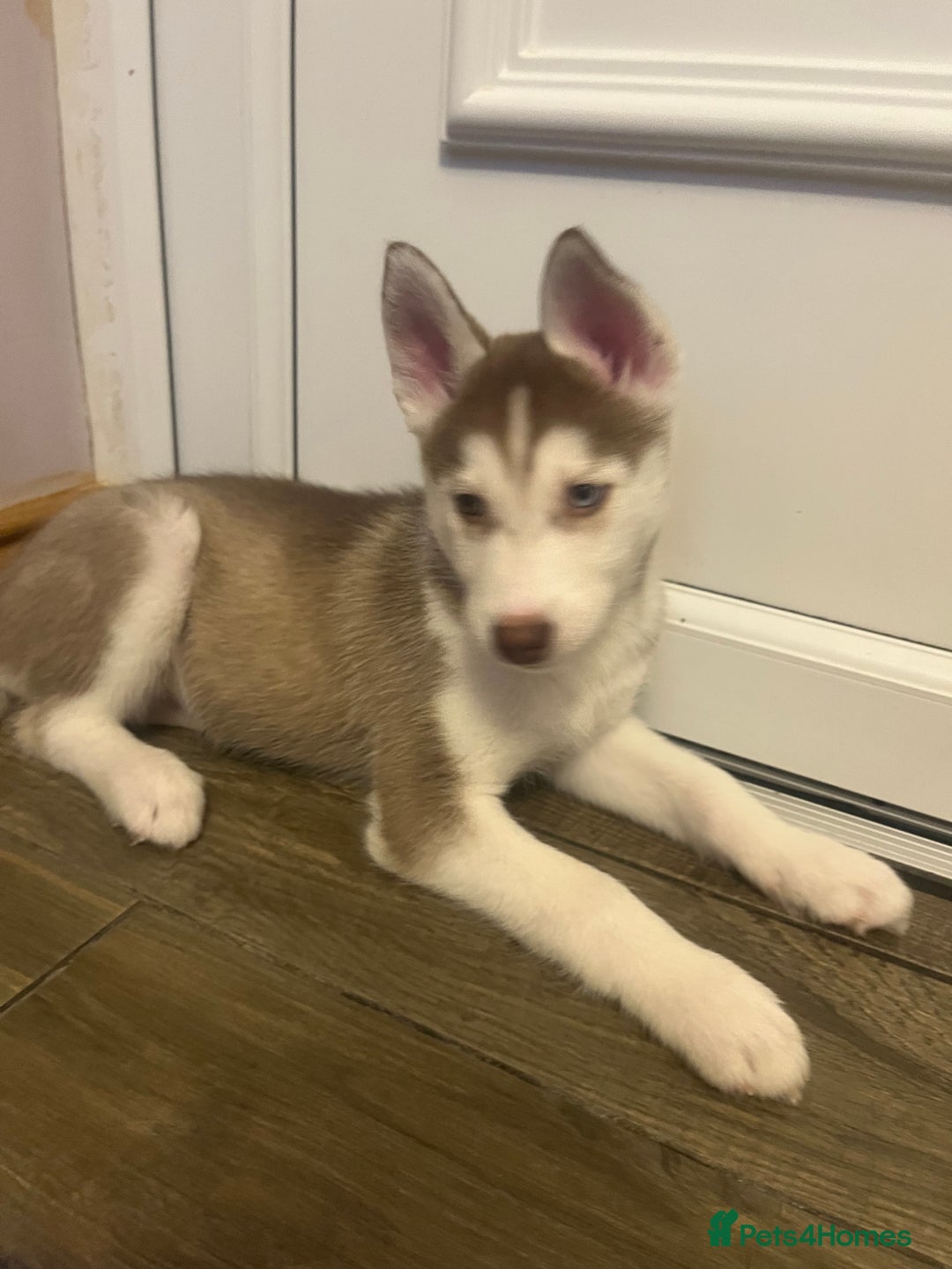 Siberian Husky dogs for sale: Siberian Husky puppies  - Advert 28