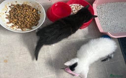 Mixed Breed cats for sale: 4 beautiful boy kittens  - Image 11