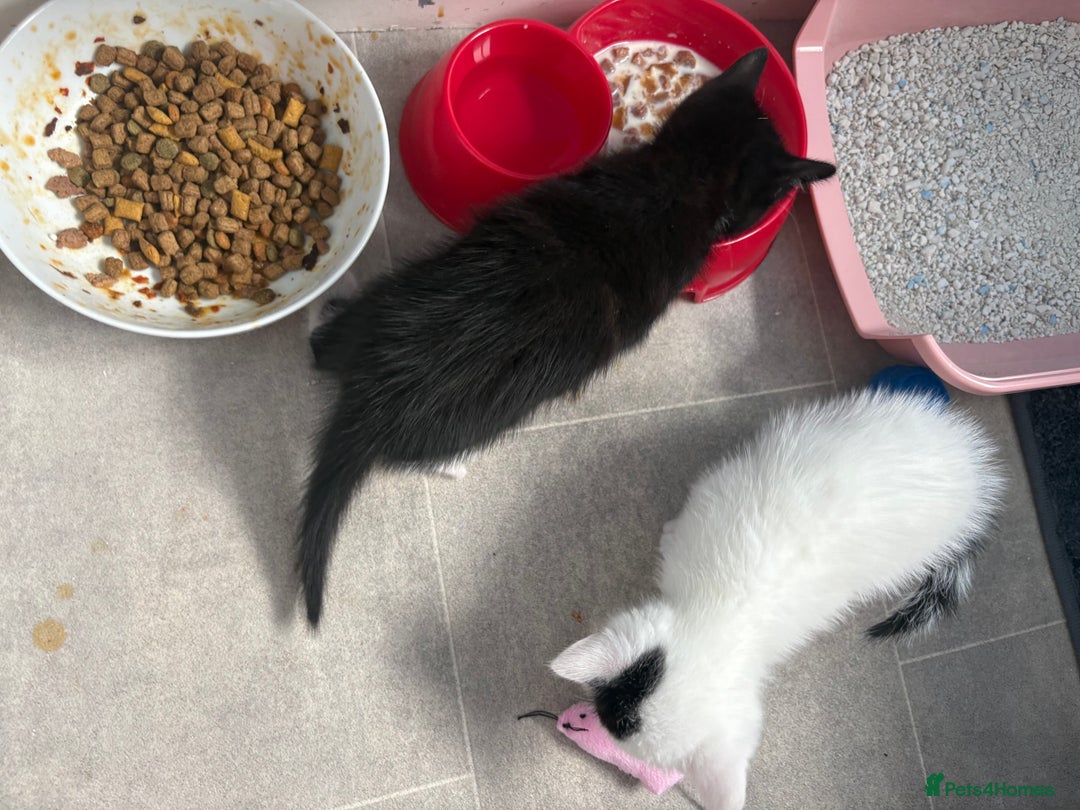 Mixed Breed cats for sale: 4 beautiful boy kittens  - Image 11