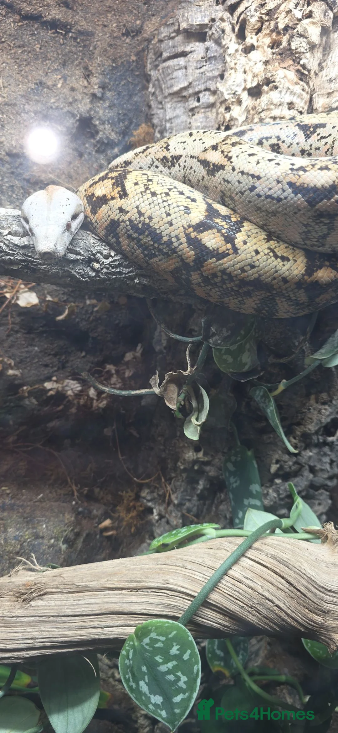 Snake reptiles for sale: Hog Island Boa in Knutsford - Advert 2