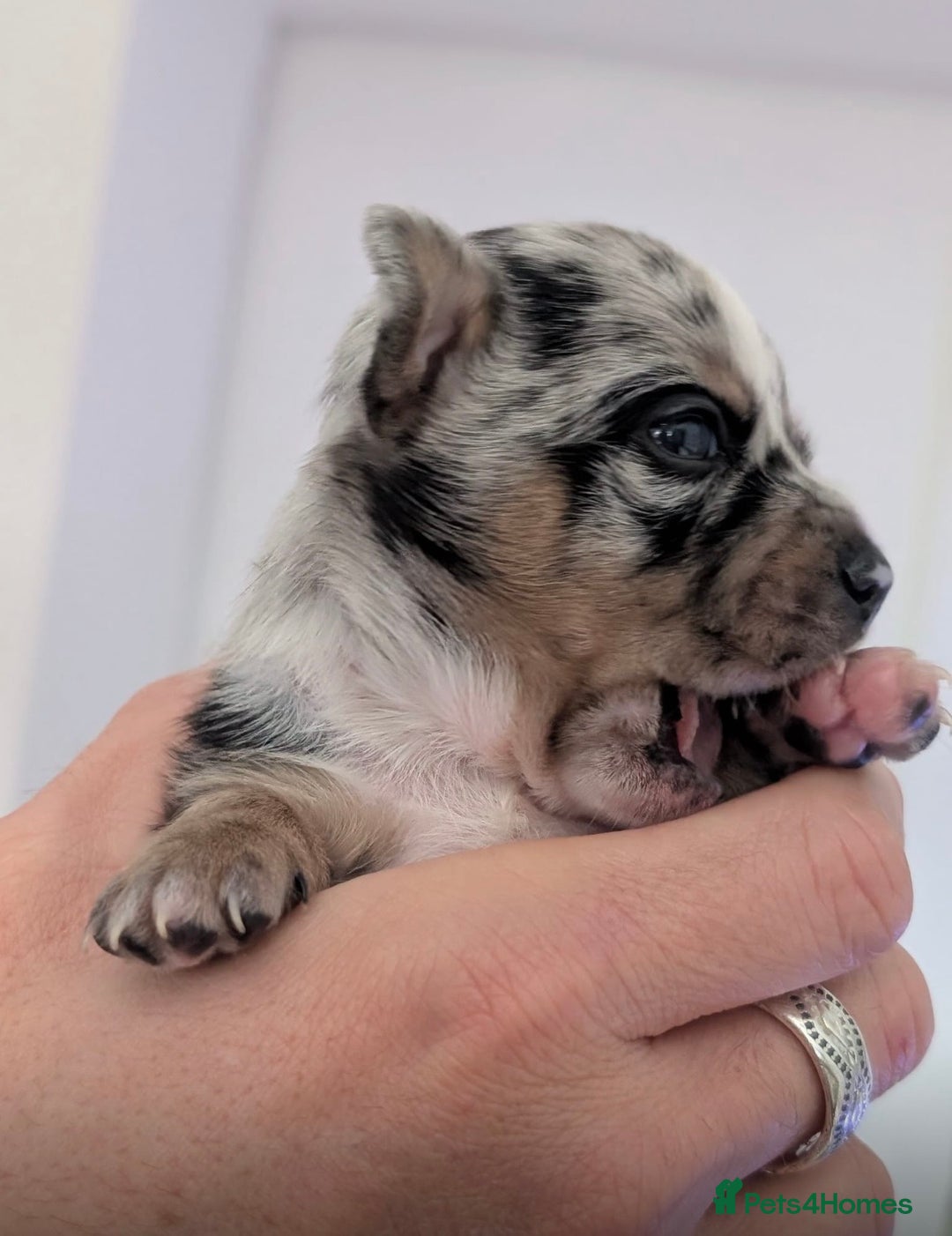 Chihuahua dogs for sale: Beautiful Merle Chihuahua Puppies 🐶  - Advert 29