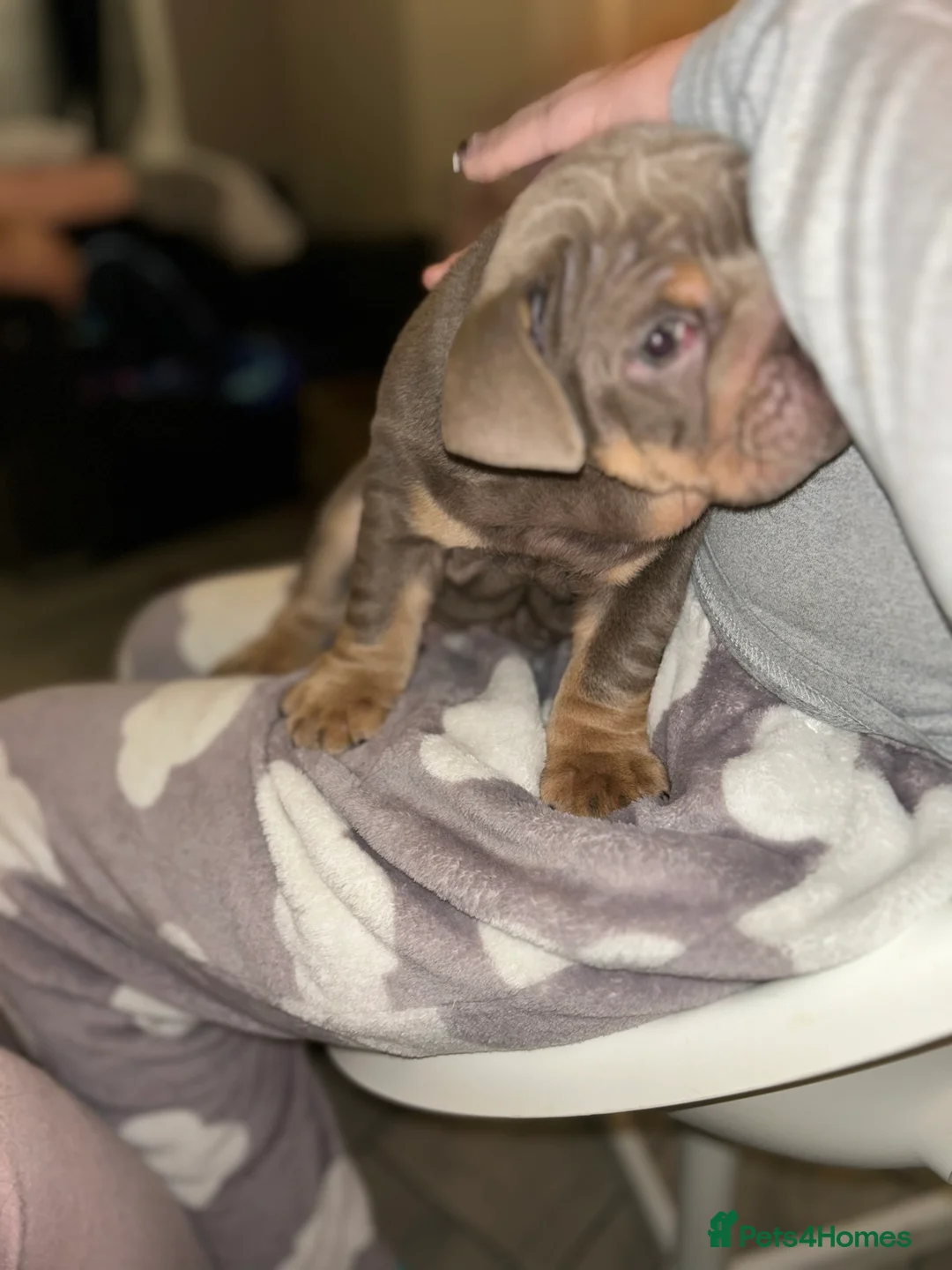 English Bulldog dogs for sale: KOBE X DARLA 5x SMALL COMPACT UNREAL🔥 - Advert 13