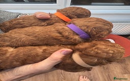 Cavapoo dogs for sale: F1b Teddy bear cavapoos Red & Apricot ❤️🧡 - Advert 6