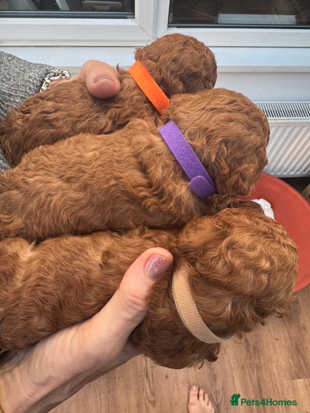 Cavapoo dogs for sale: F1b Teddy bear cavapoos Red & Apricot ❤️🧡 - Advert 6