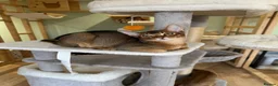 Abyssinian cats for sale: Last one boy ready to go🌟 - Advert 9