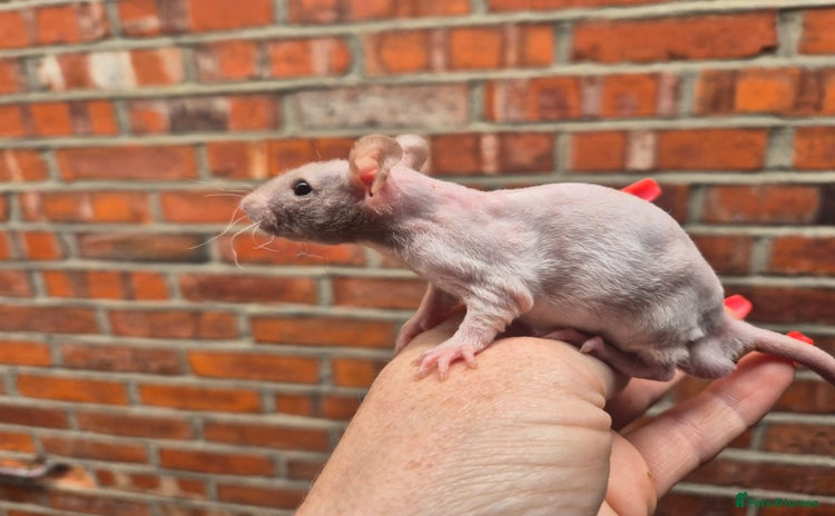 Rat rodents - Advert 2
