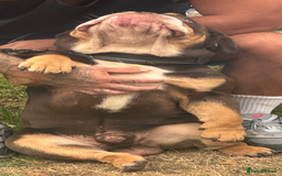 English Bulldog dogs for sale: Beautiful 2 year old male English bulldog  - Image 4