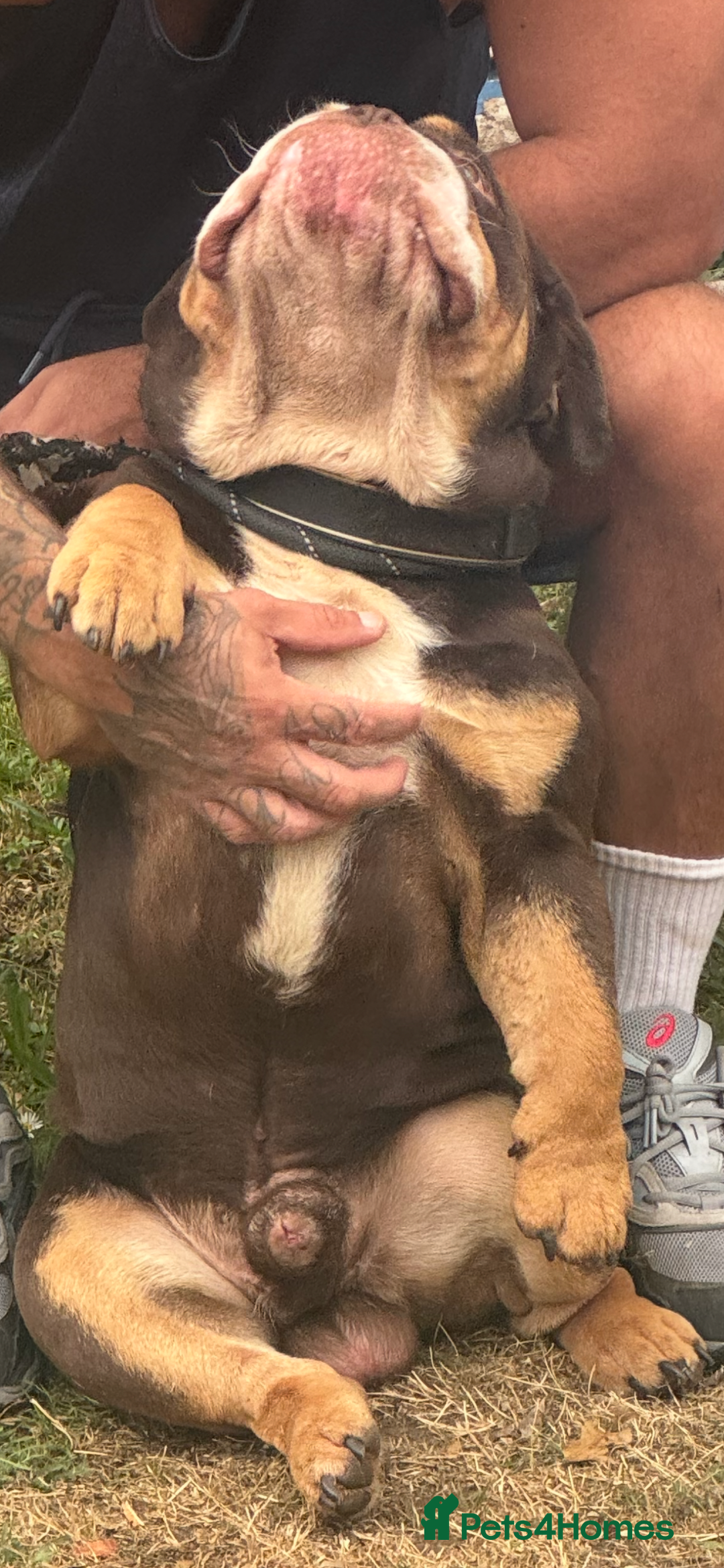 English Bulldog dogs for sale: Beautiful 2 year old male English bulldog  - Image 4