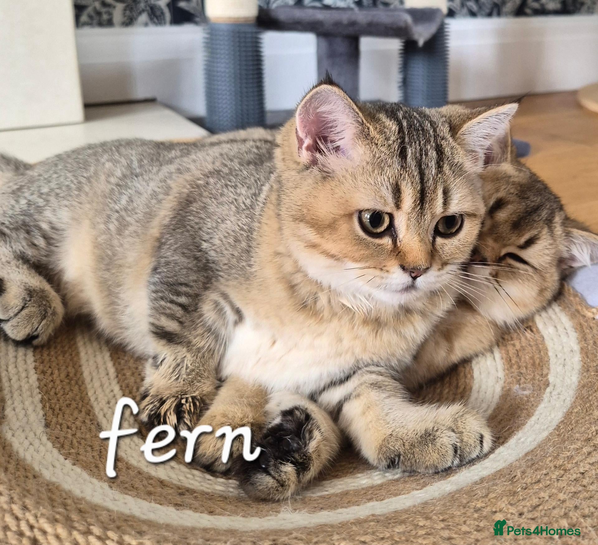 British Shorthair cats Only 2 registered Golden available, ready now .  - Advert 2