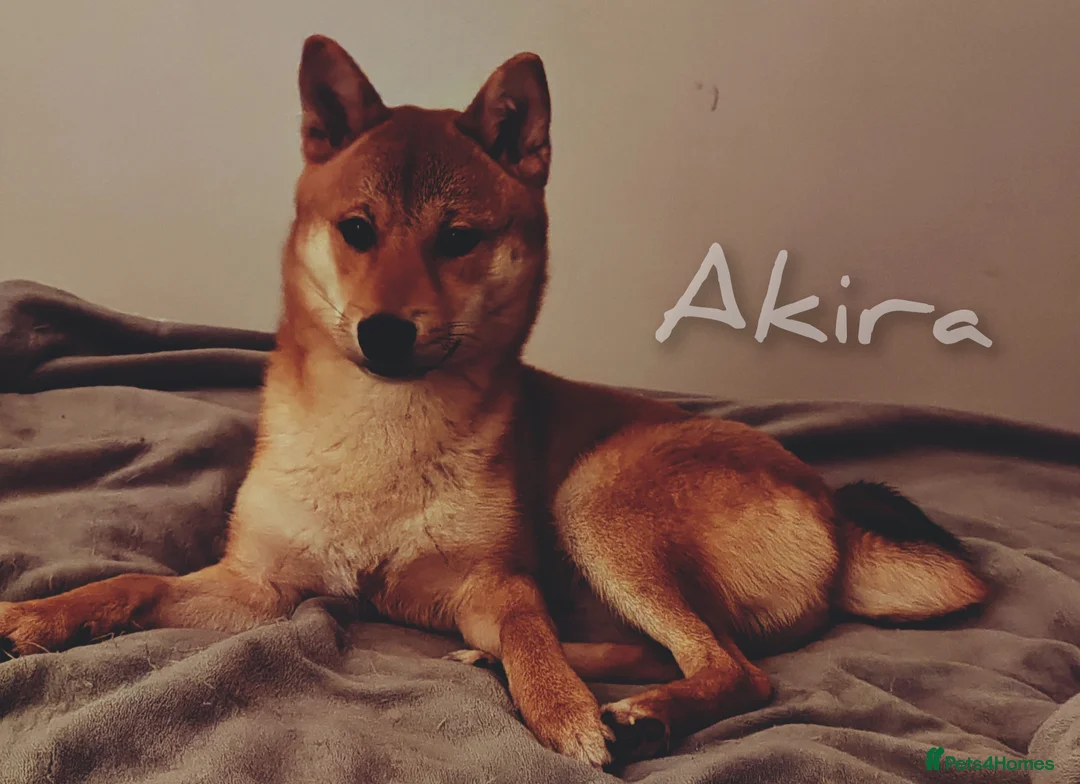 Japanese Shiba Inu dogs for sale: Young male full breed shiba inu - Advert 1