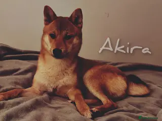 Japanese Shiba Inu dogs Young male full breed shiba inu - Advert 6