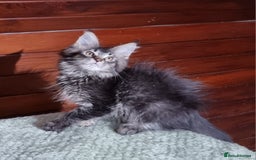 Maine Coon cats for sale: GCCF Pedigree Maine Coon Kittens for sale  - Image 13
