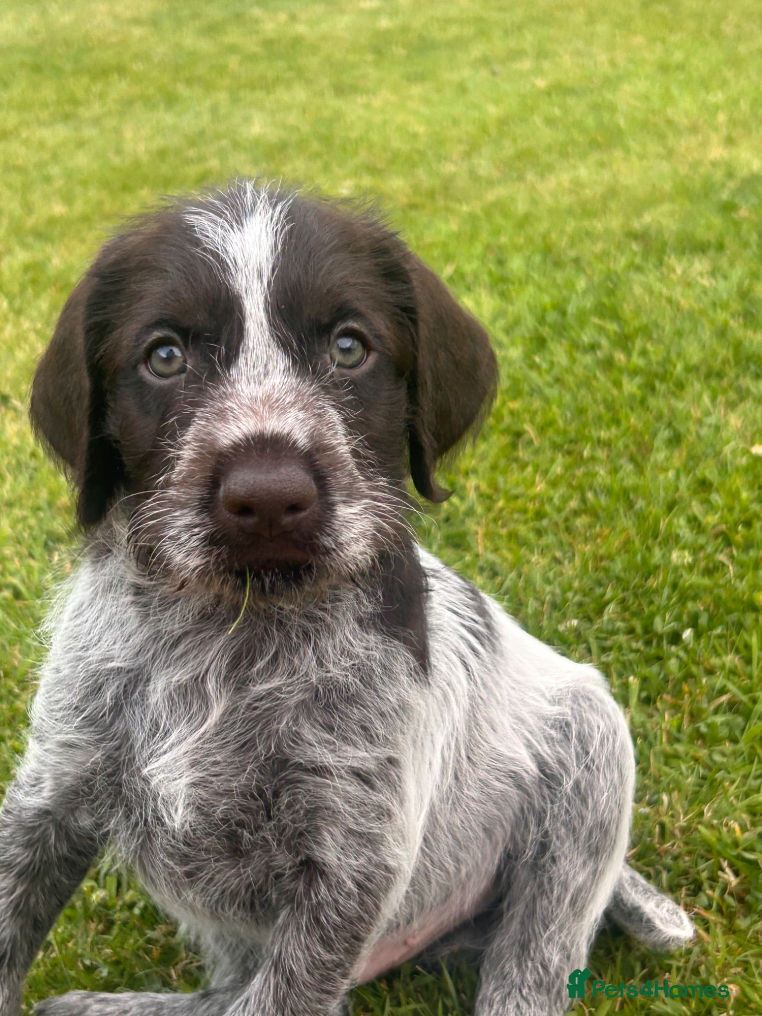 German Wirehaired Pointer dogs German Wirehaired Pointer Puppies - Advert 2