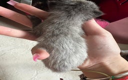 British Shorthair cats for sale: 4 girl kittens ready end of Oct  - Image 7
