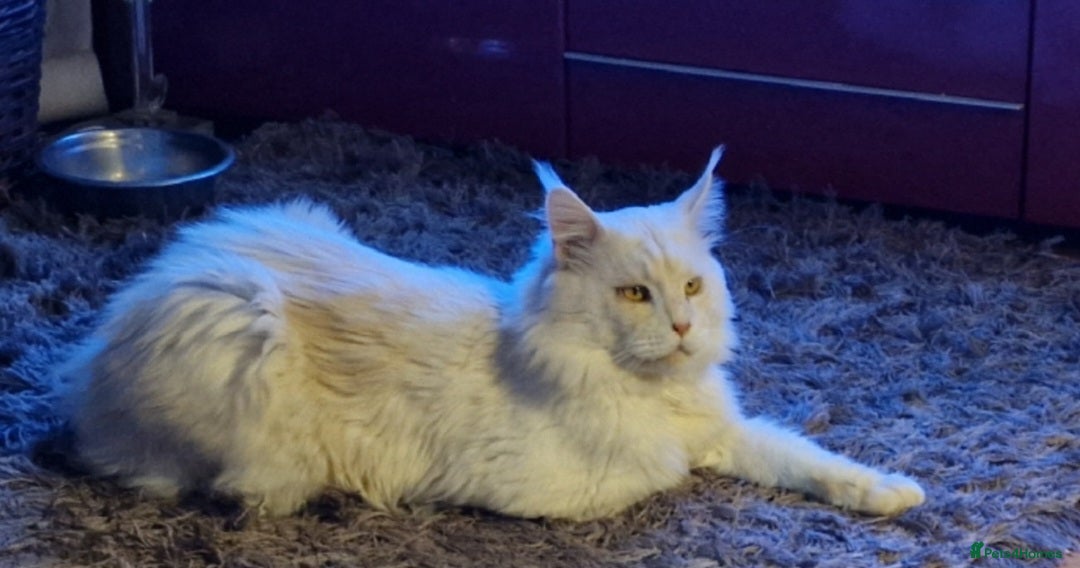 Maine Coon cats Gorgeous big Maine Coon boy - Advert 2