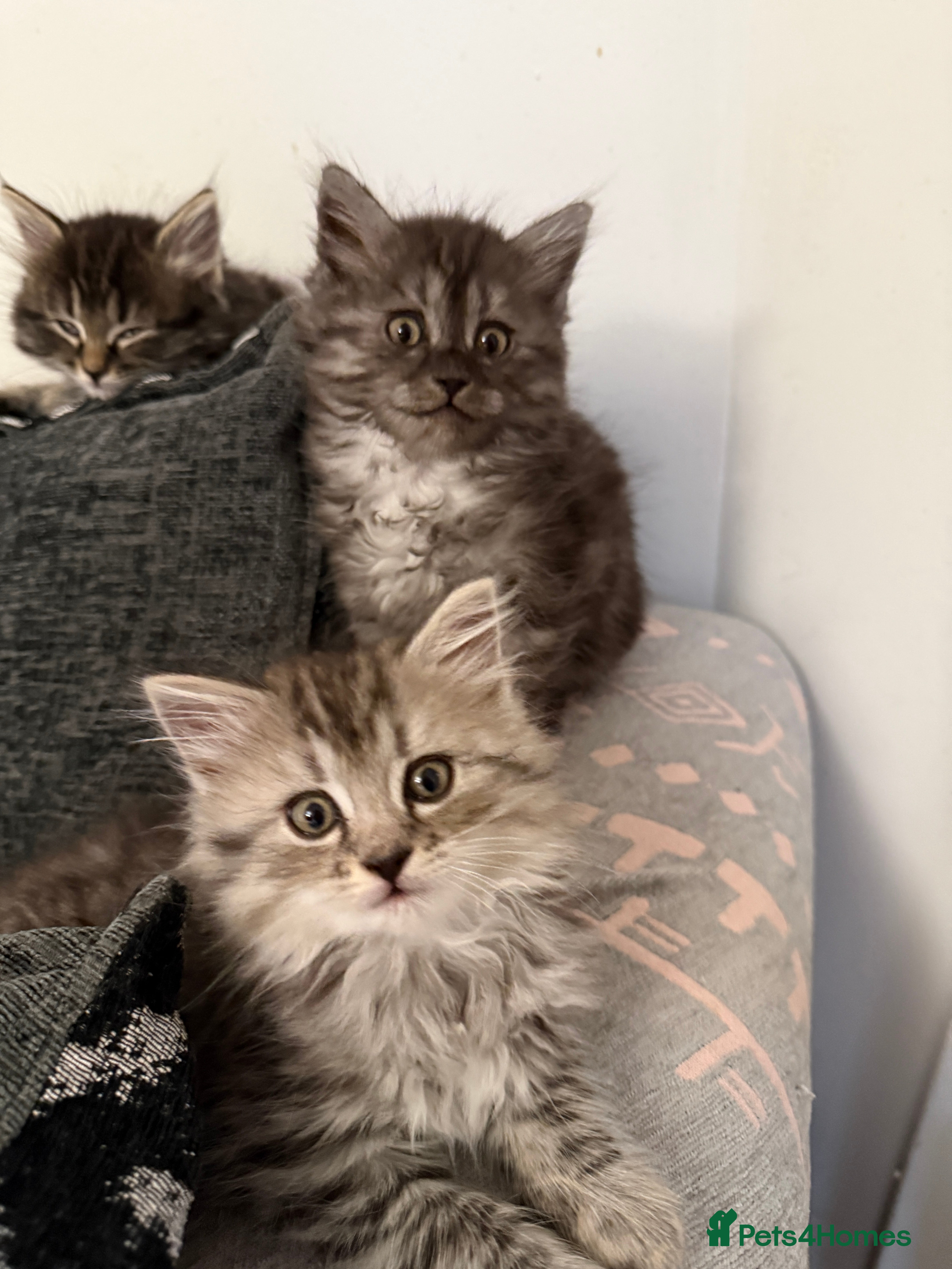 Persian cats PersianBSH silver, ginger & dark silver🩷2 left 🩷 - Advert 4