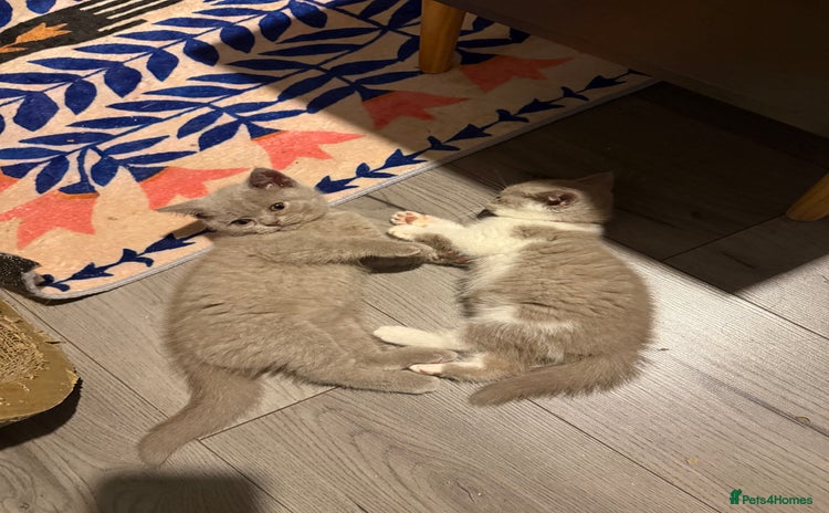 British Shorthair cats - Advert 4